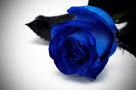 UNA ROSA BLU