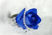 Rosa blu
